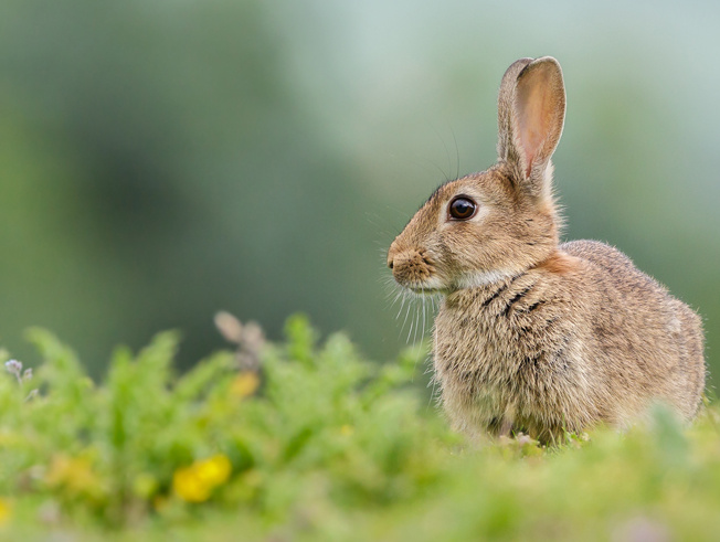 Rabbit pest control in Northamptonshire