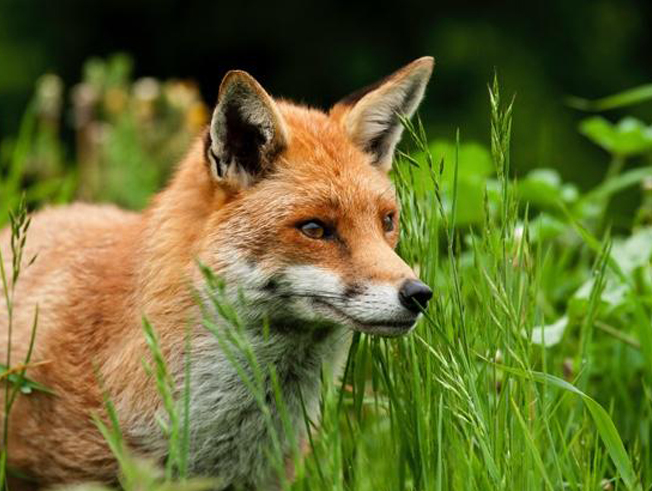 Fox pest control in Northamptonshire