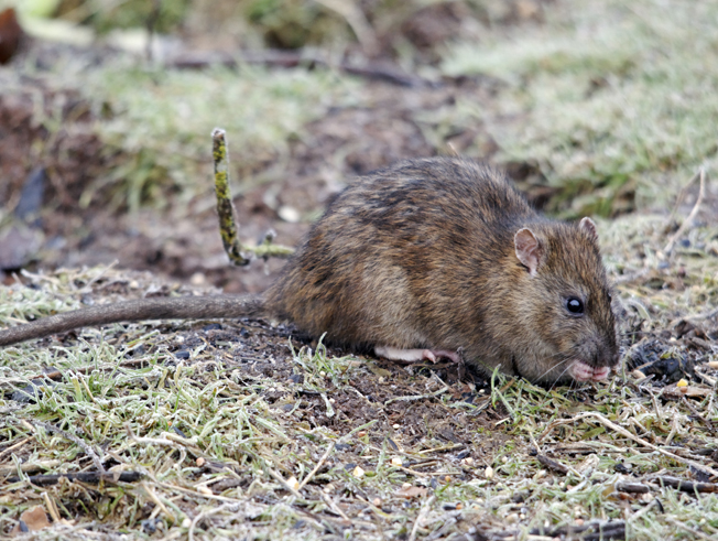Mice and Rat Pest control in Northamptonshire