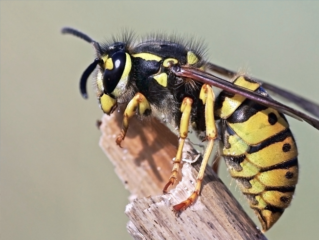 Wasp Bee Pest Control in Northamptonshire