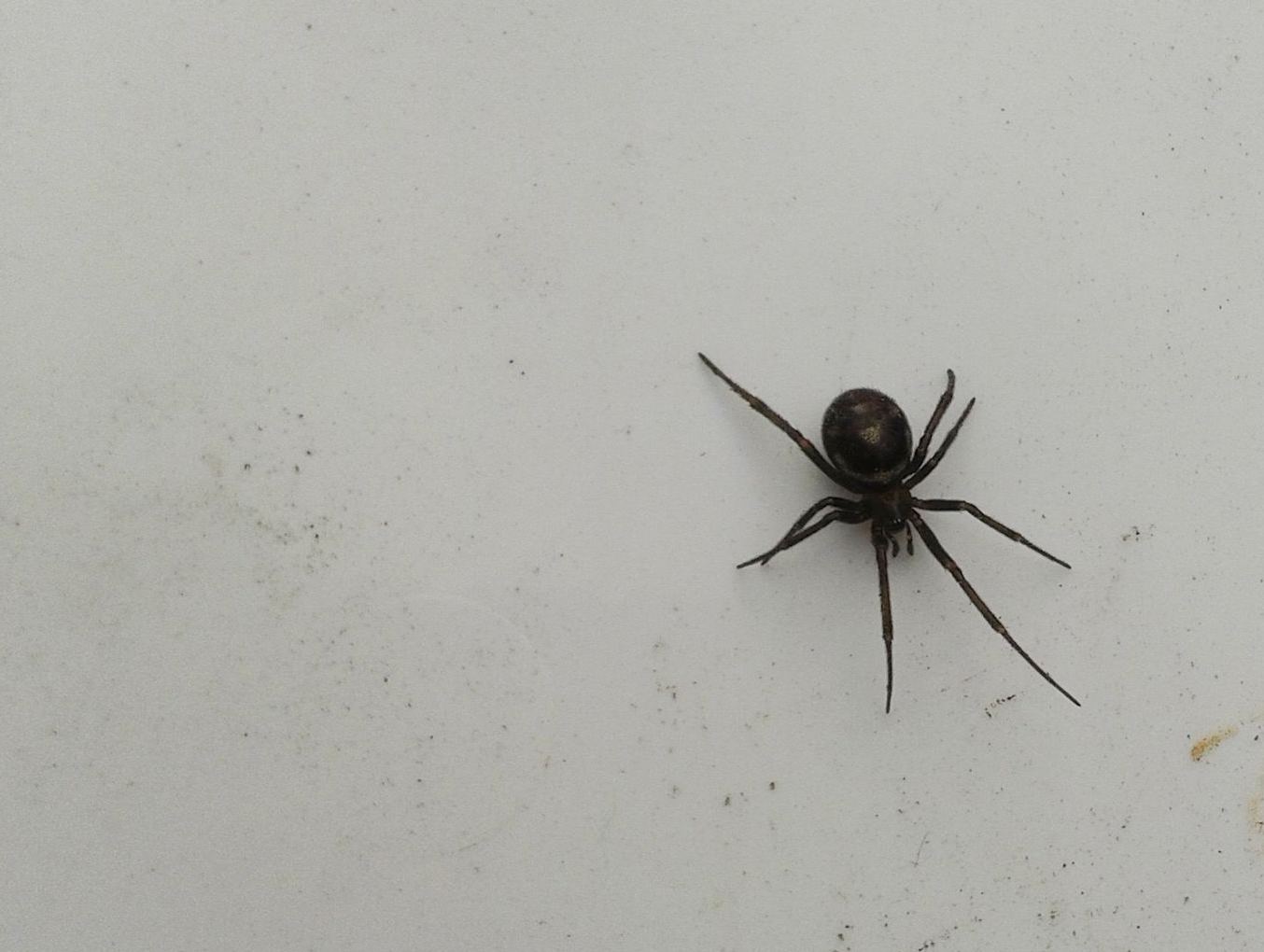 False Widow Spider Pest Control, Northamptonshire